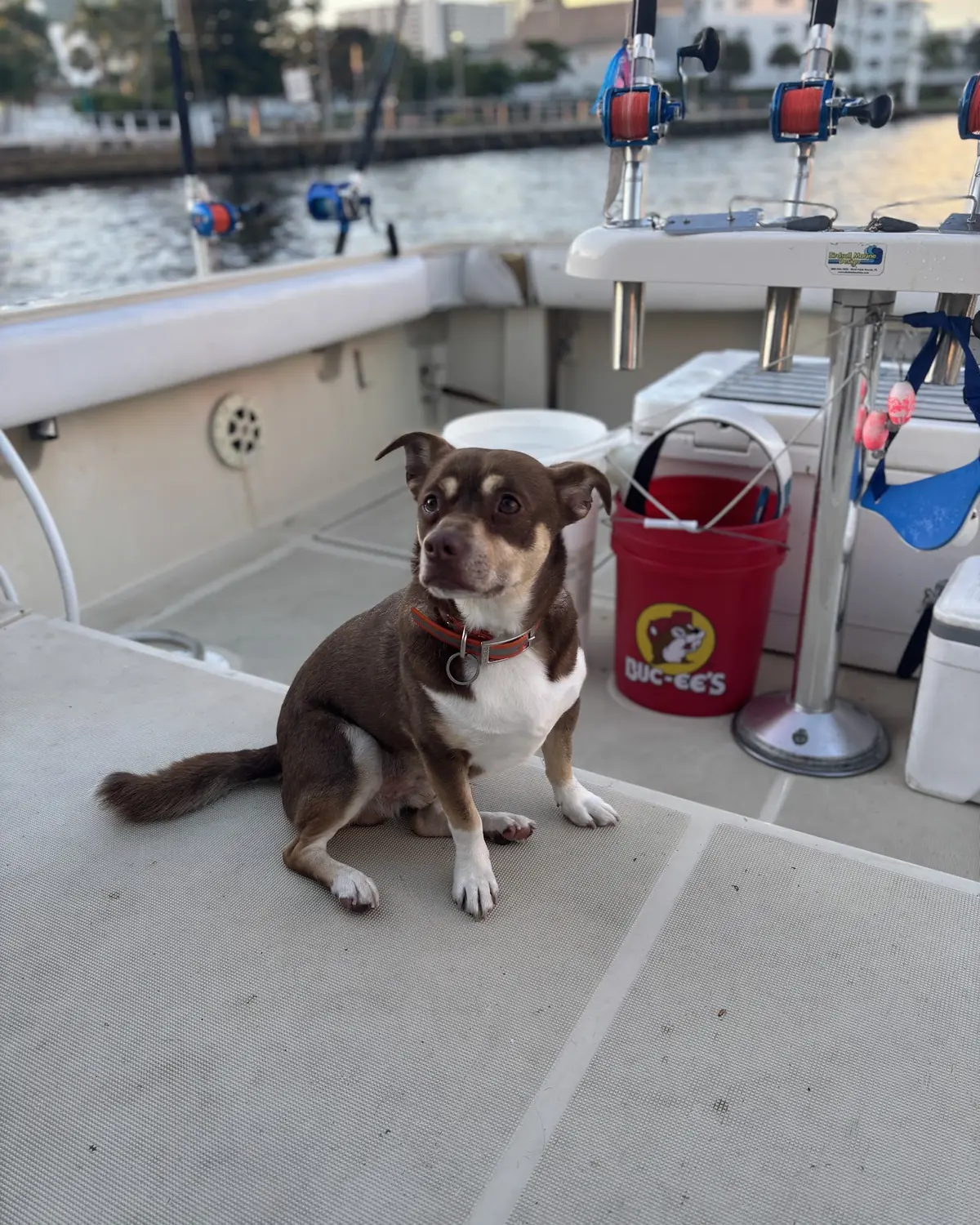 The boat's dock dog sitting on the clean back deck at the end of a trip