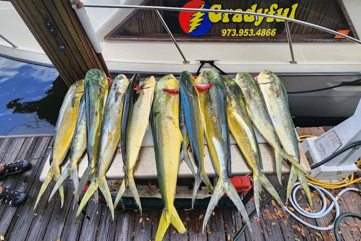 A full spread of mahi mahi laid out on the dock beside the Gradyful transom