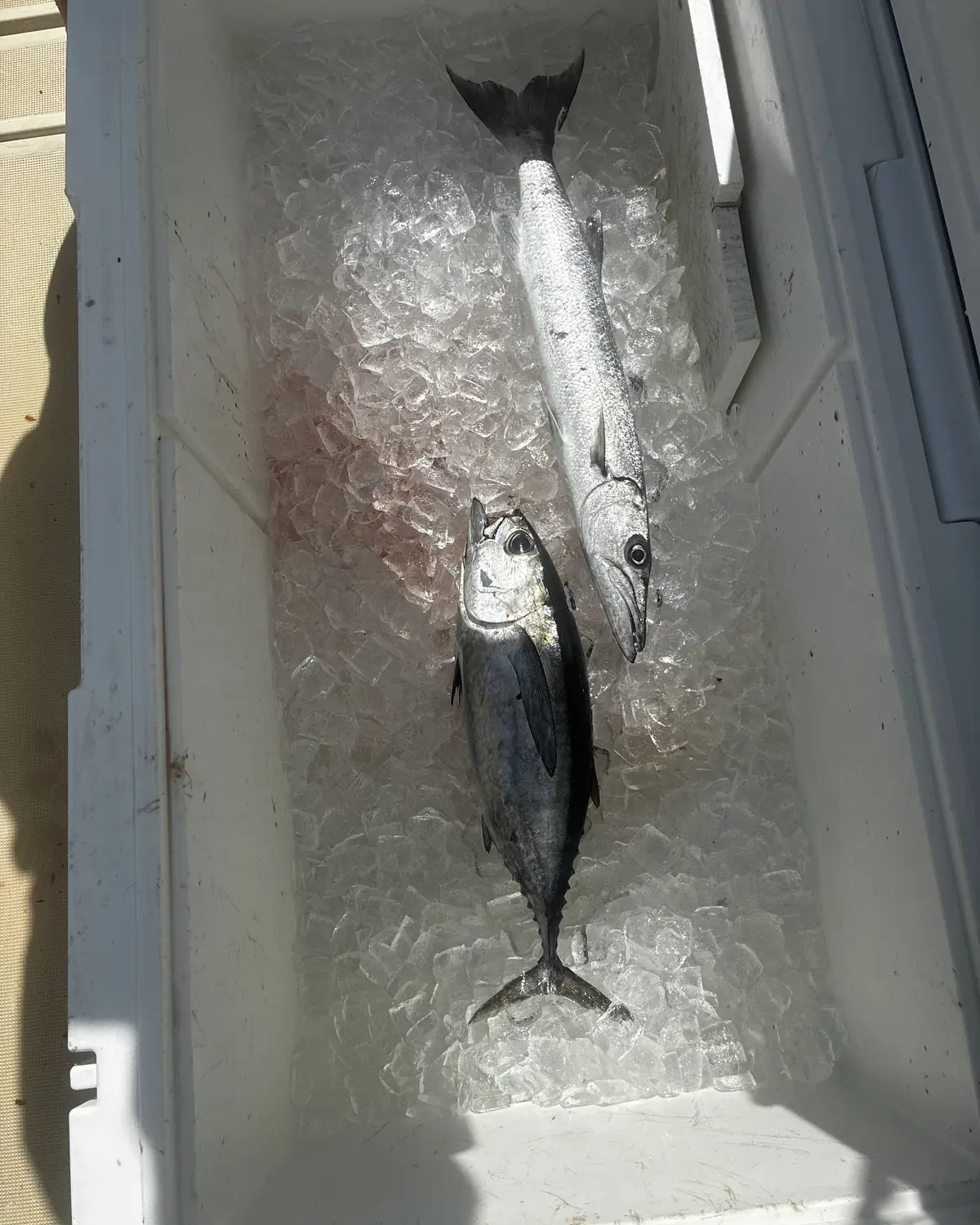 A kingfish and a blackfin tuna packed in ice in the boat's fish box