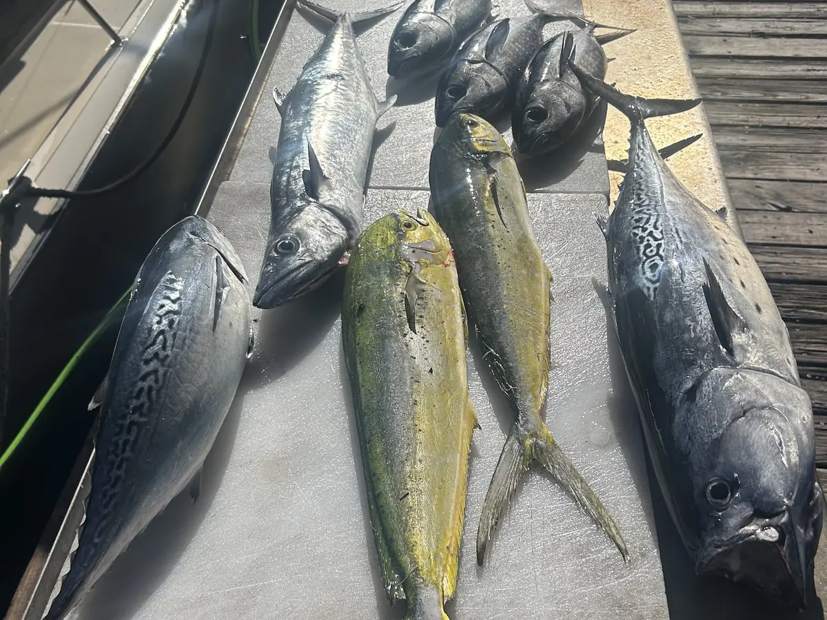 A mixed catch of mahi, tuna and kingfish on the cleaning table